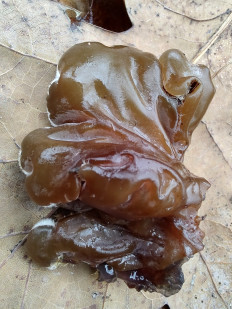 Auricularia mesenterica - Аурикулярия извилистая