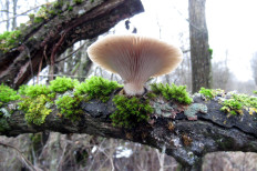 Гриб из Санкт-Петербург