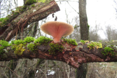 Гриб из Санкт-Петербург