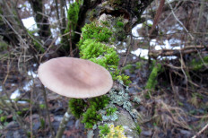 Гриб из Санкт-Петербург