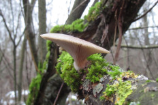 Гриб из Санкт-Петербург