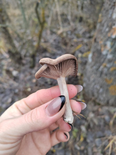 Гриб из Волгоград