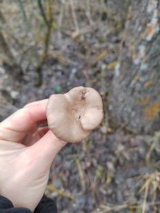 Гриб из Волгоград