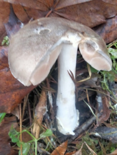 Гриб из Киев