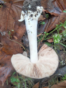 Гриб из Киев