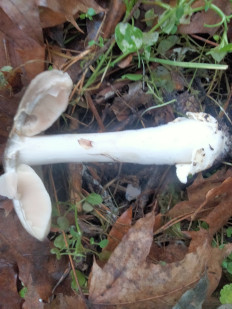 Гриб из Киев