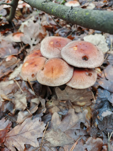 Гриб из Воронеж