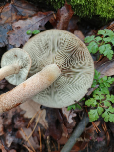 Гриб из Воронеж