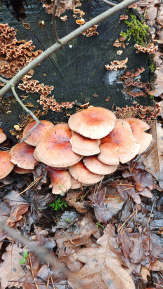 Гриб из Воронеж