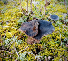 Гриб из Воронеж