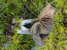 Гриб из Воронеж