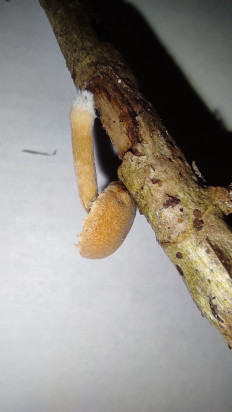 Гриб из Москва