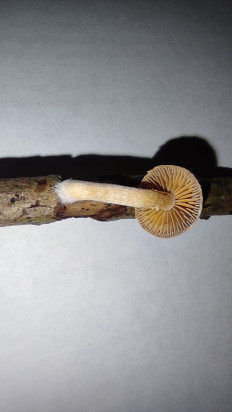 Гриб из Москва