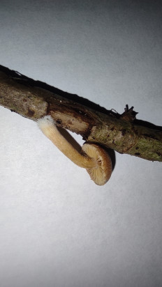 Гриб из Москва