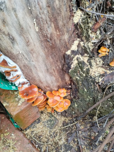 Гриб из Самара