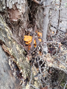 Гриб из Самара