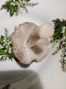 Гриб из Котельники