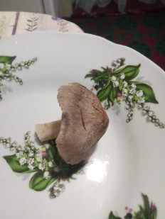 Гриб из Котельники