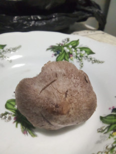 Гриб из Котельники