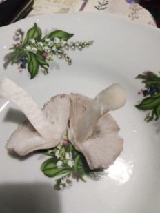 Гриб из Котельники