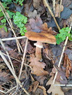 Гриб из Волгоград