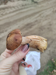 Гриб из Волгоград