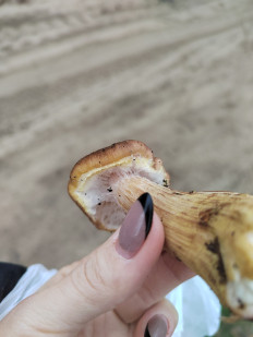 Гриб из Волгоград