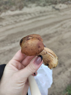 Гриб из Волгоград