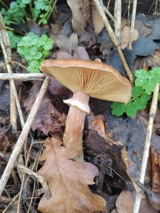 Гриб из Волгоград