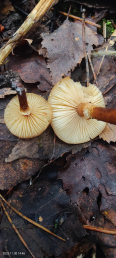 Гриб из Котельники