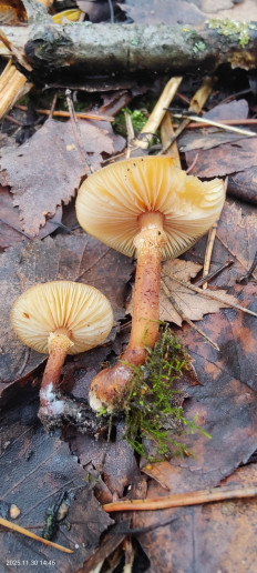 Гриб из Котельники