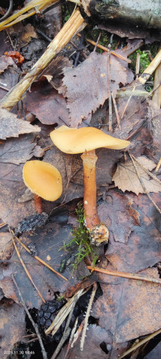 Гриб из Котельники