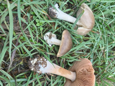 Гриб из Аксай Ростовской области