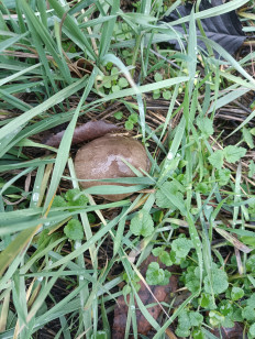 Гриб из Аксай Ростовской области