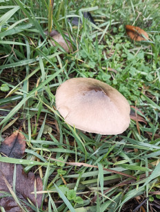 Гриб из Аксай Ростовской области