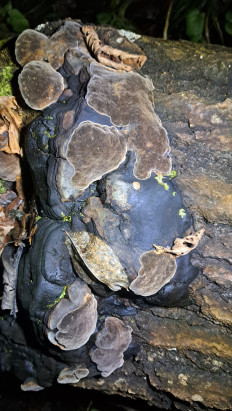 Гриб из Гомель