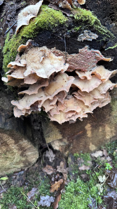 Гриб из Красногорск Московской