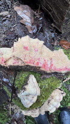 Гриб из Красногорск Московской