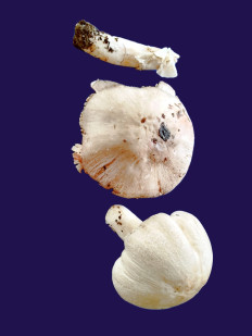 Гриб из Kavala