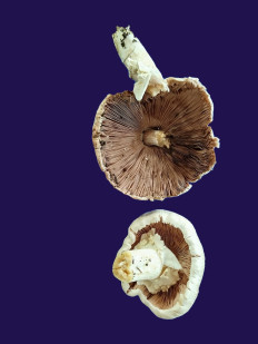 Гриб из Kavala