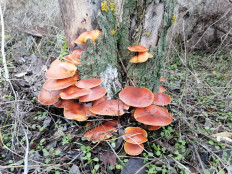 Опёнок зимний