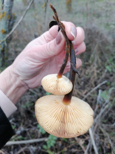 Опёнок зимний