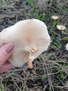 Гриб из Ростовская область