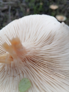 Гриб из Ростовская область