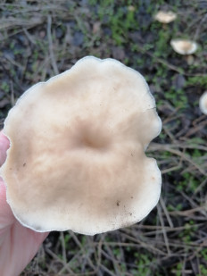 Гриб из Ростовская область