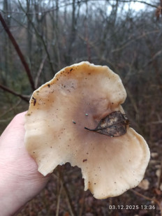 Гриб из Киев