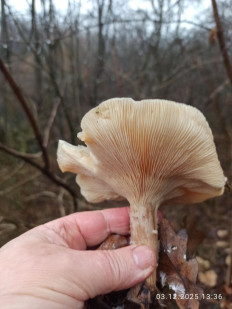 Гриб из Киев