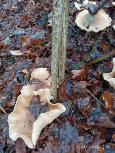 Гриб из Киев