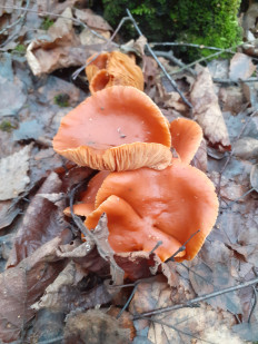 Гриб из Москва