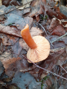 Гриб из Москва